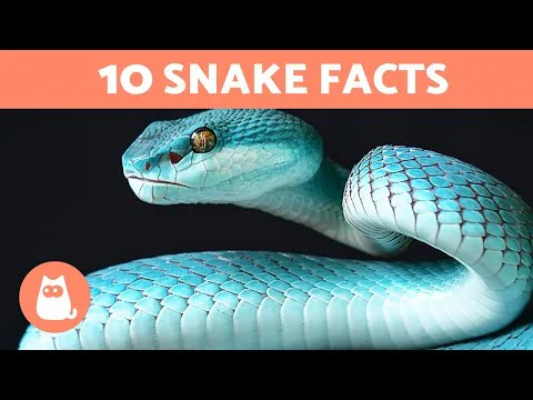 Video k článku ZDE