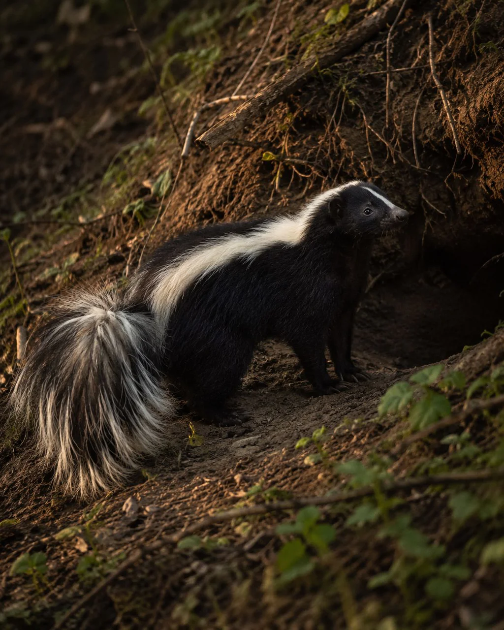 skunk4