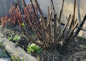 Žluté stuhy na růže se vyplatí uvázat už na počátku jara