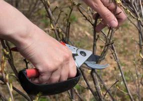 Jak pěstovat rybíz