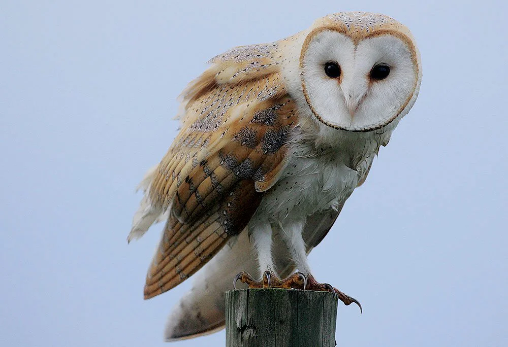 Flickr_-_Rainbirder_-_Barn_Owl_(Tyto_alba)