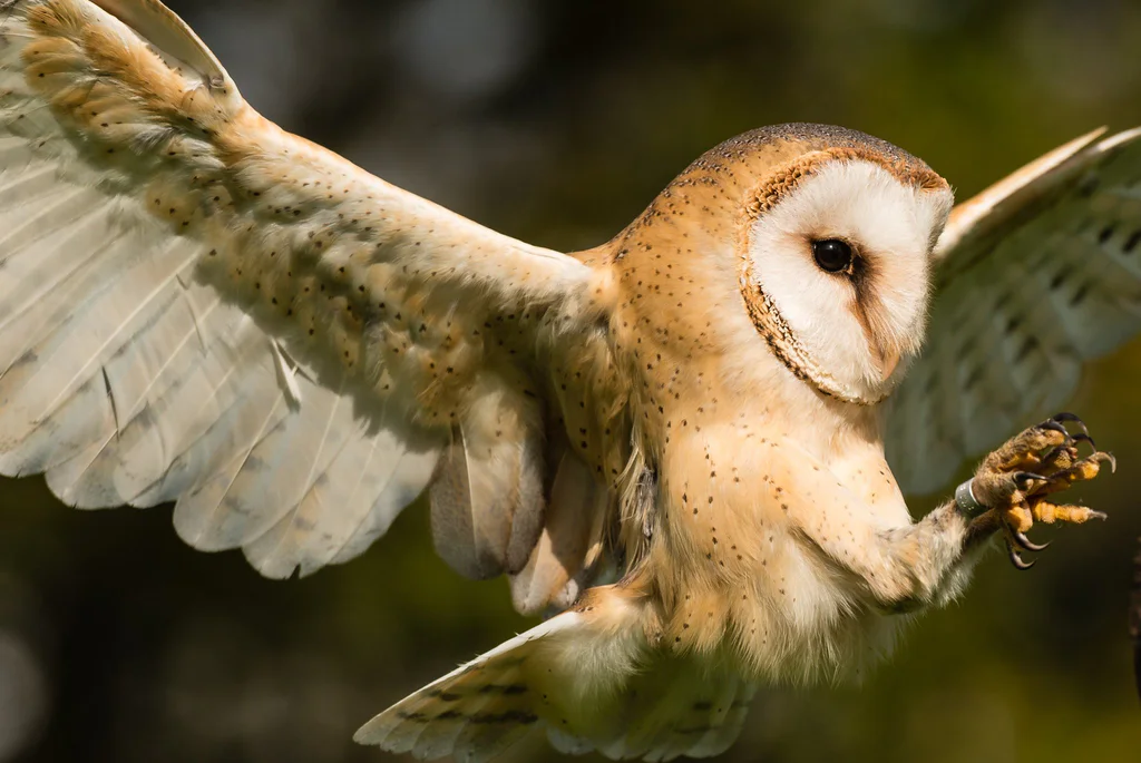 Barn_Owl_Tyto_alba_guttata,_Germany_(92598303)