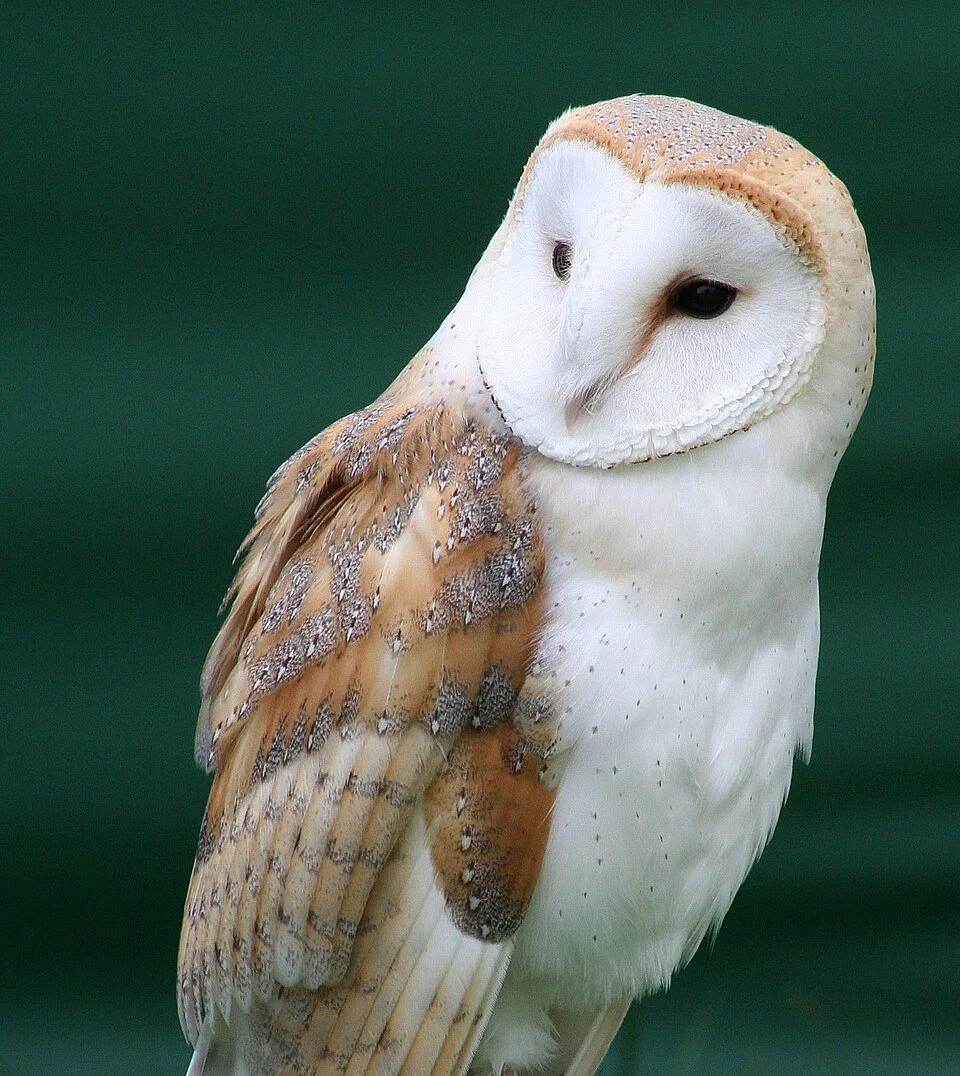 Tyto_alba_close_up