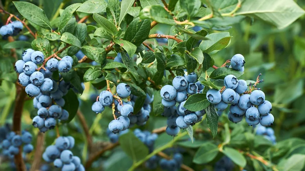 Úroda mizerná? Možná jste na podzim zapomněli na to nejdůležitější