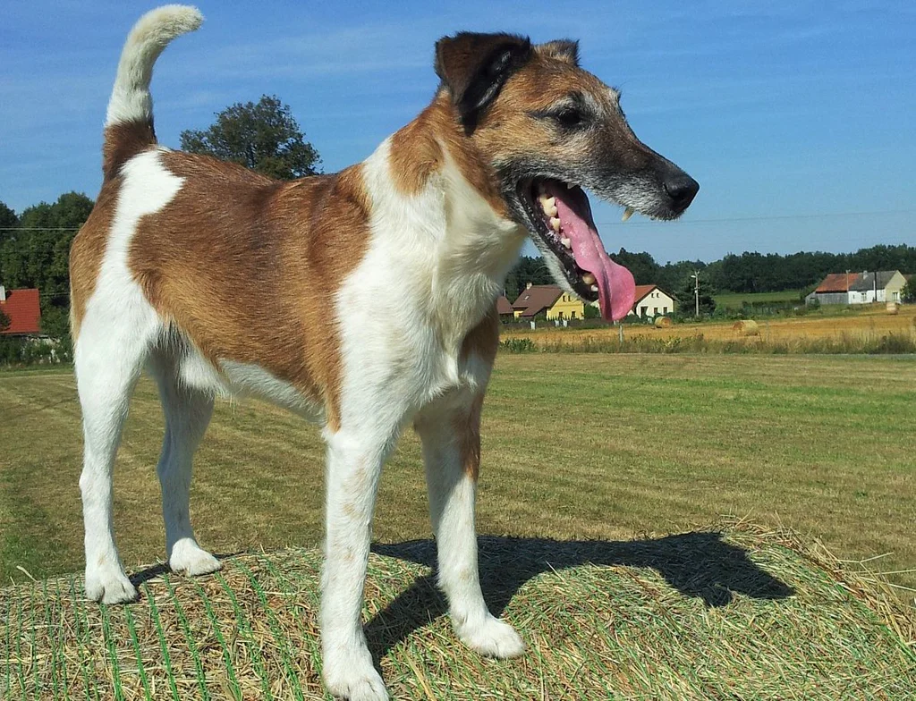 S Brixem v nejlepším životním období