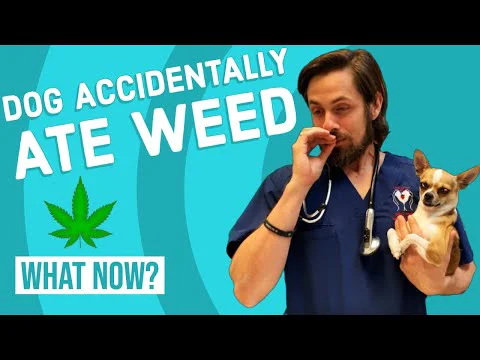 Video k článku ZDE