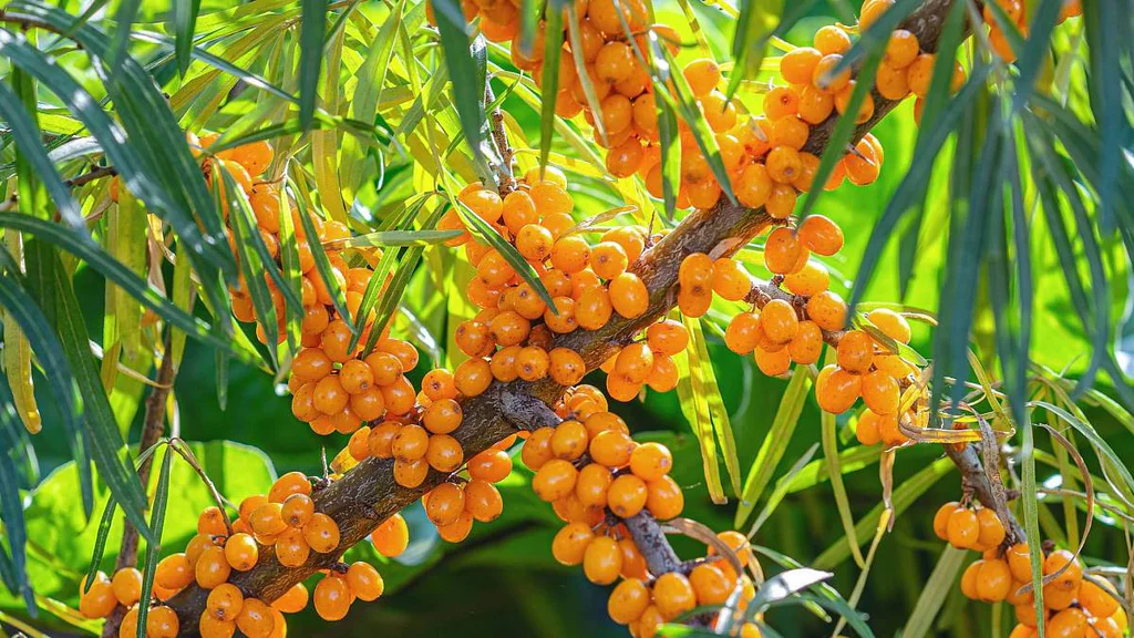 Slunce a zdraví v bobulích, které můžete mít na zahradě