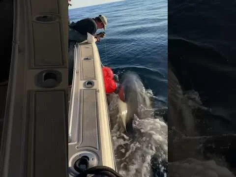 Video k článku ZDE