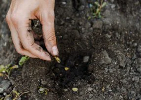 Výsev předklíčených semínek