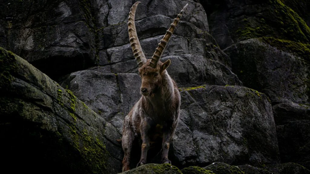 Kozoroh (22. prosince - 20. ledna)