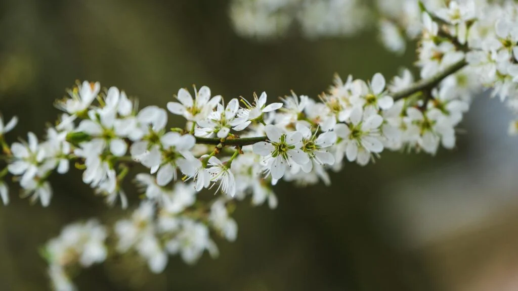 Tradiční užití a kulturní historie