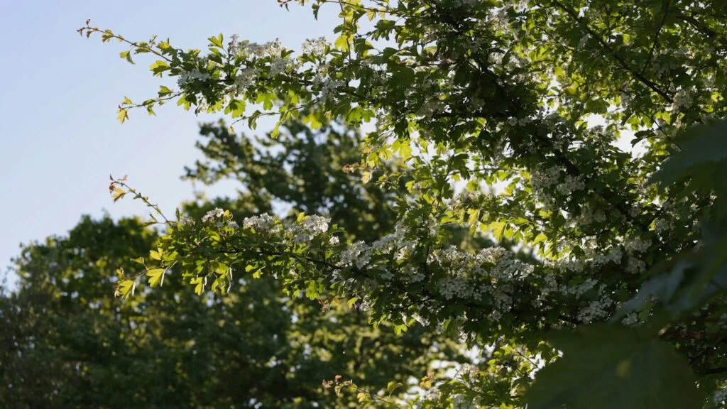 Jak černý trn začlenit do jídelníčku?