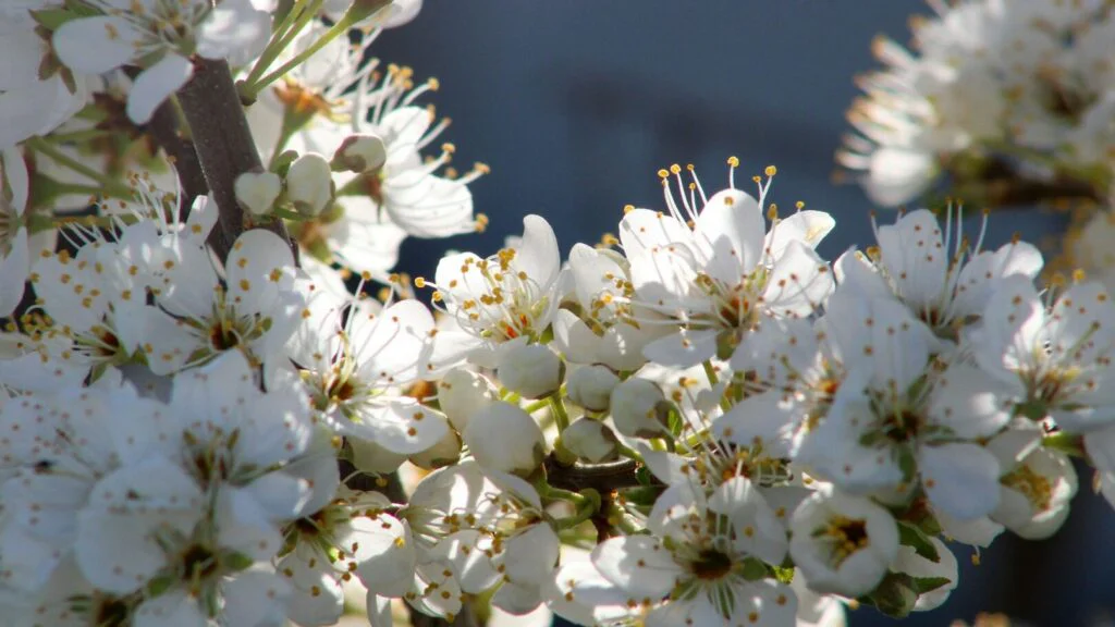 Protizánětlivé účinky a zklidnění akné