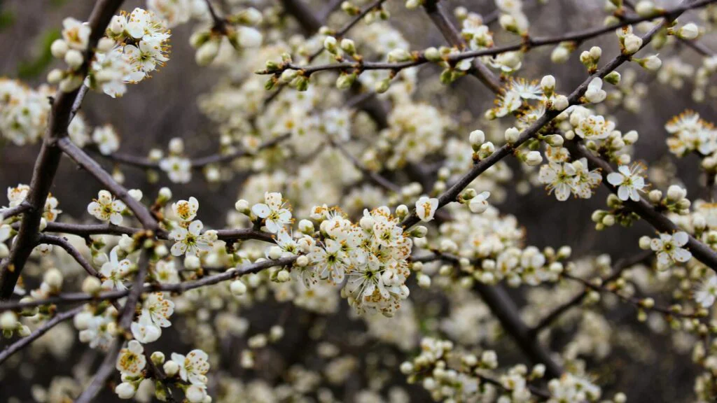 Podpora kardiovaskulárního zdraví