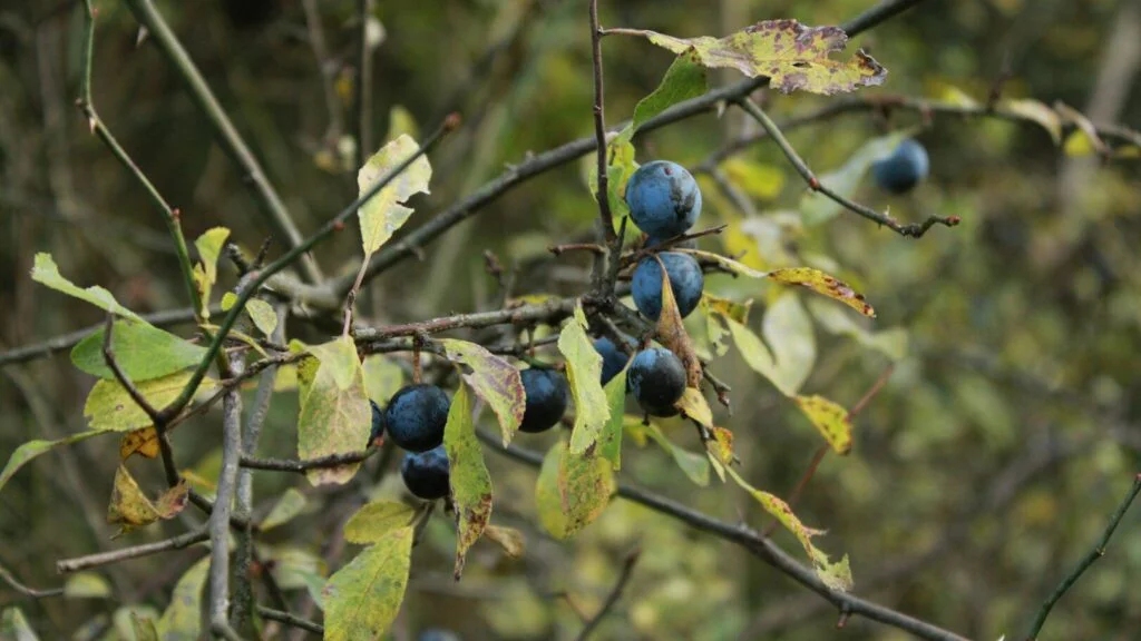 Silný antioxidant pro pleť