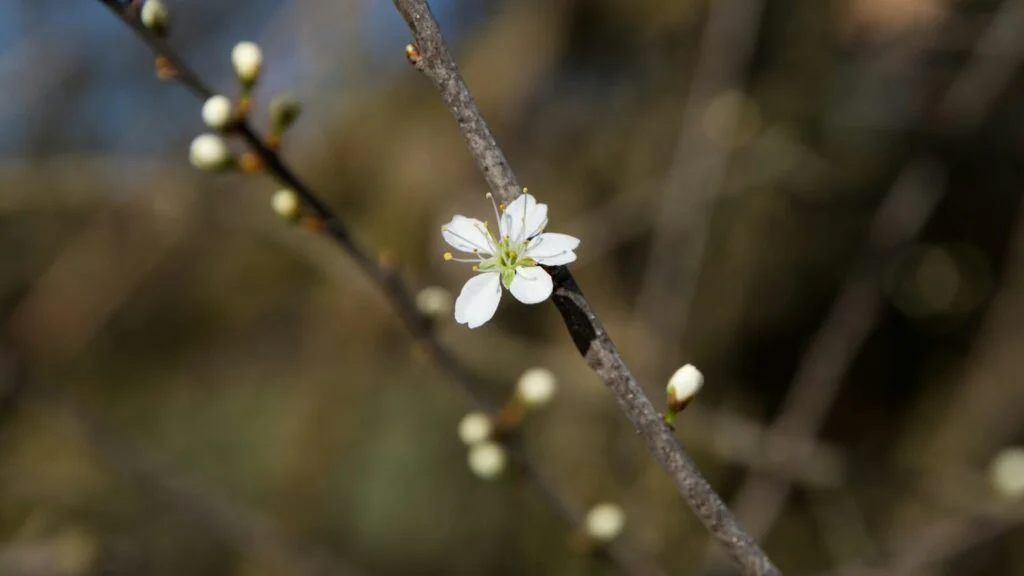 Posílení imunitního systému