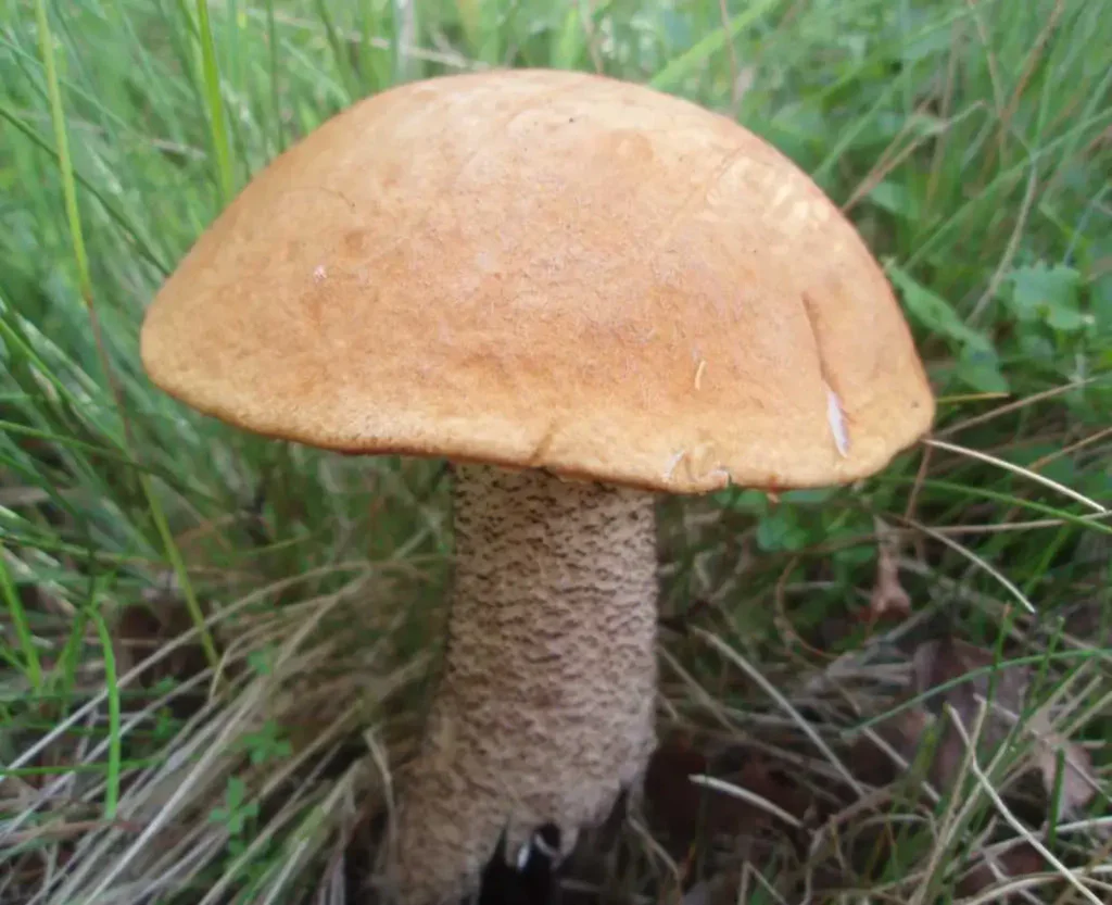 Křemenáč březový