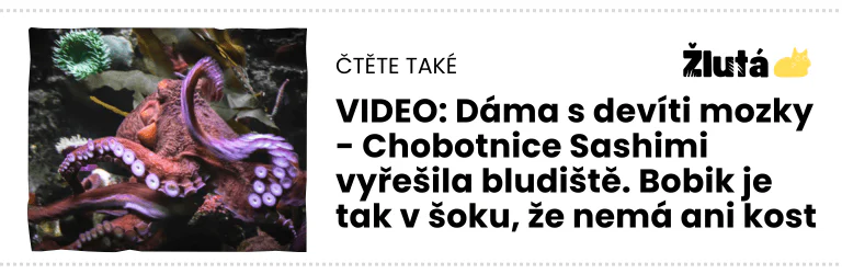 chobocnice-bludiste