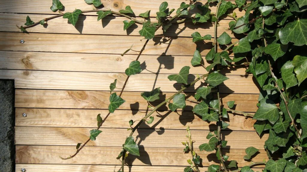 Hedera