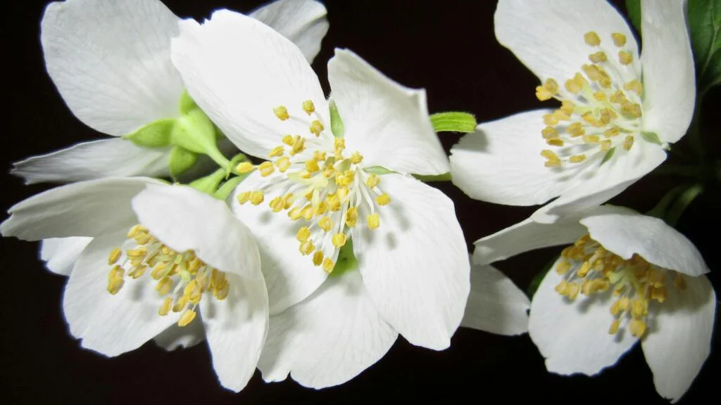 Gardénie
