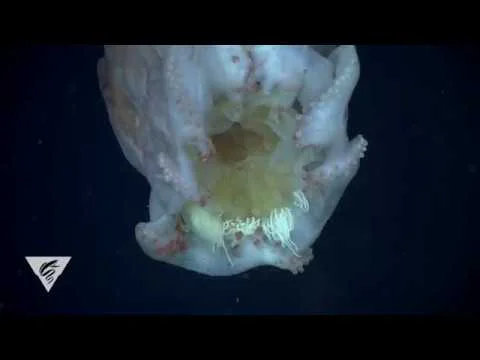 Video k článku ZDE