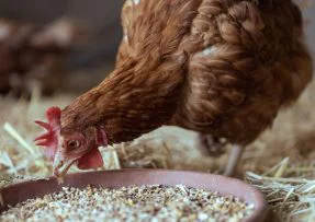 Krmení pro slepice