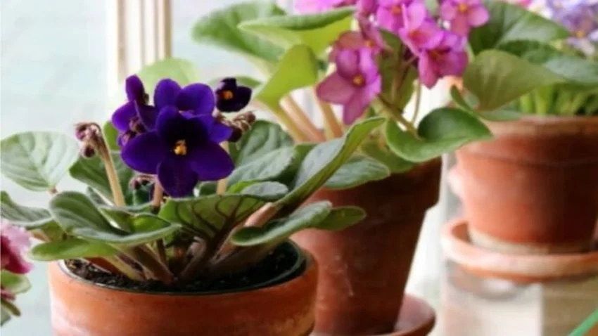 Proč nepěstovat v domácnosti africké fialky