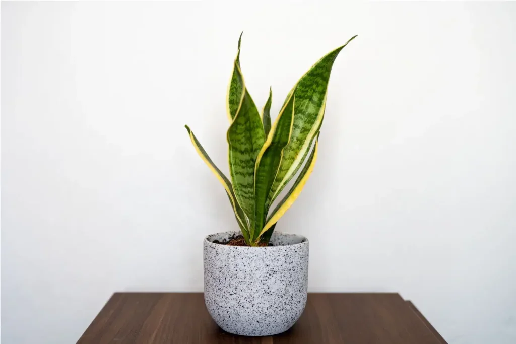 Zelená rostlina tchýnin jazyk v šedém květináči na dřevěném stole
