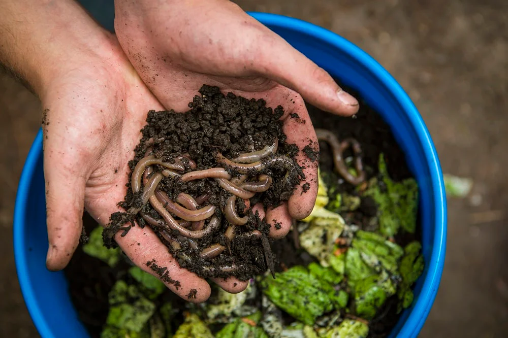 Žížaly v kompostu