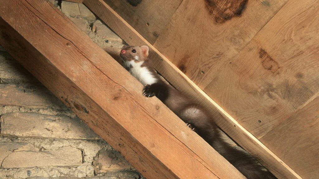 Odhánění pomocí akustiky 