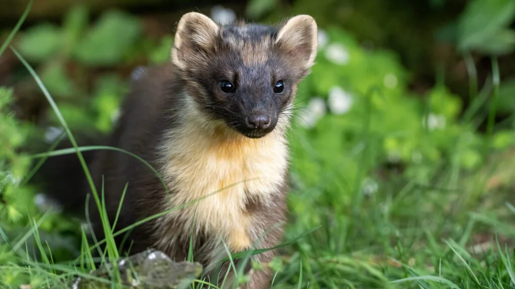 Pachy, které jim nevoní 