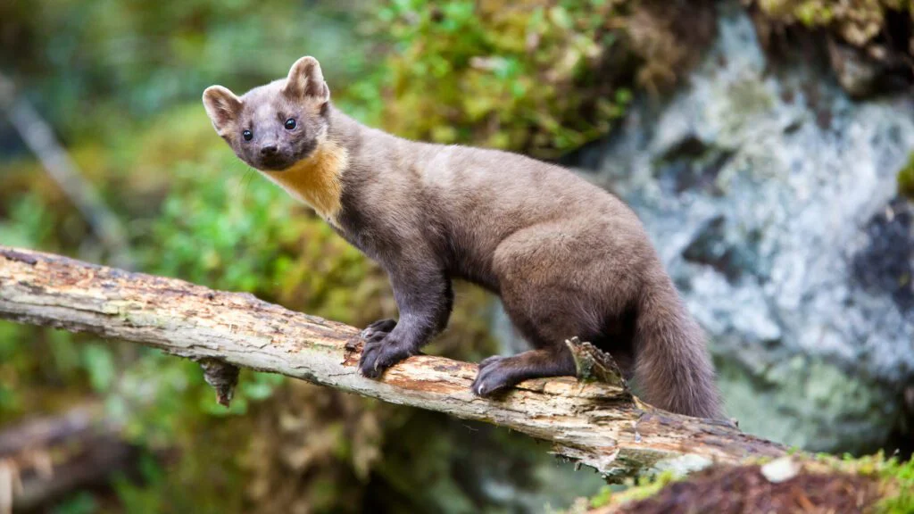 Dá se to zvládnout