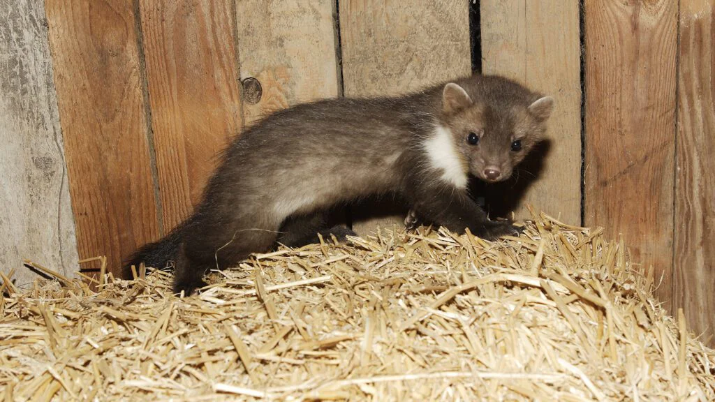 Trpělivost a kombinace metod