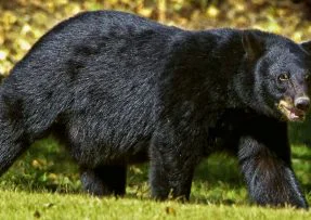 Medvěd černý