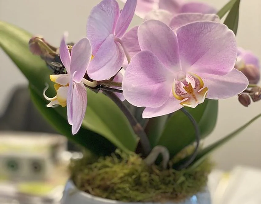 Jak přivést Phalaenopsis znovu ke květu, aby vás tato orchidej potěšila květy