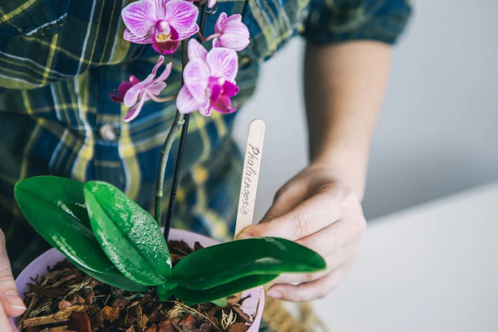 Jak přivést Phalaenopsis znovu ke květu, aby vás tato orchidej potěšila květy