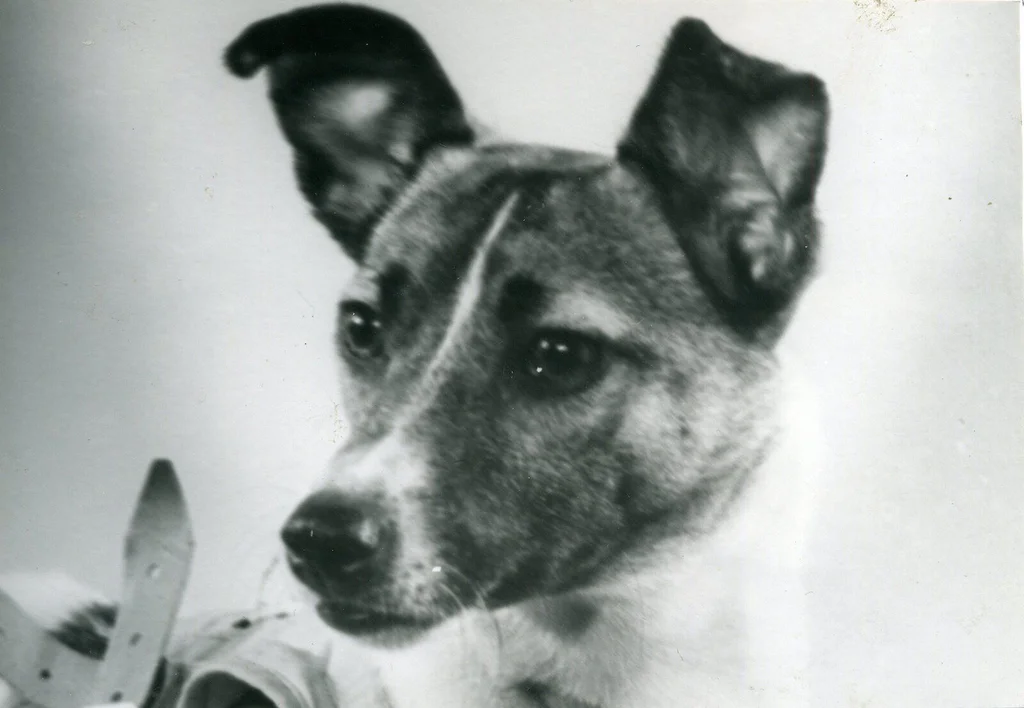 Laika_in_1957