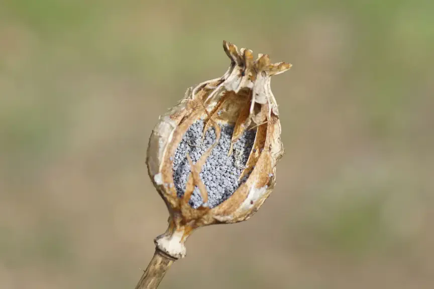 Některé státy se opravu máku bojí. 