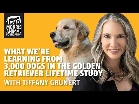 Video k článku ZDE