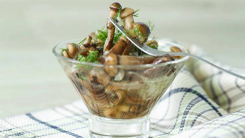 Podzimní les a houbaření, které promění víkendový výlet do přírody v košík plný hub