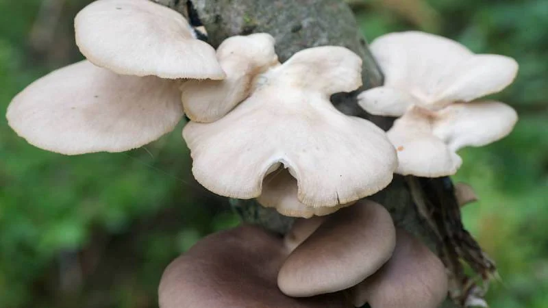 Podzimní les a houbaření, které promění víkendový výlet do přírody v košík plný hub