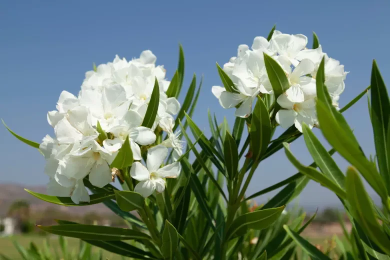 k10.jpg.webp