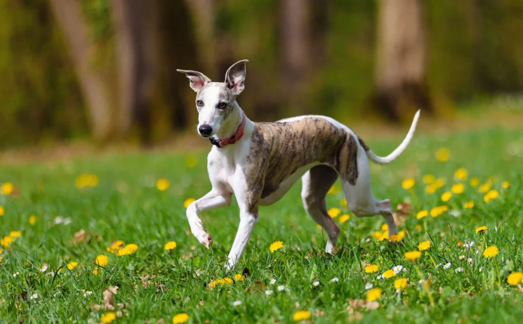 Také greyhound vyhledává spíše teplejší teploty.