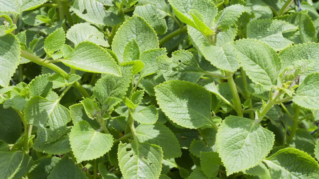 Plectranthus amboinicus