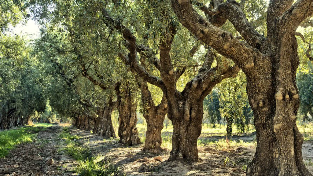 Kulturní a náboženský význam