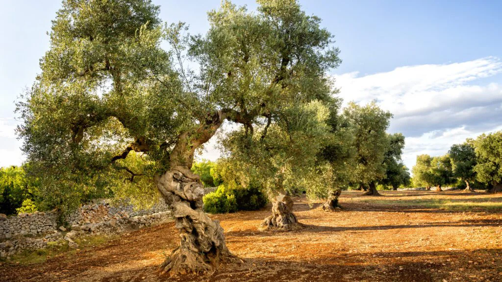 Symbolika olivovníku