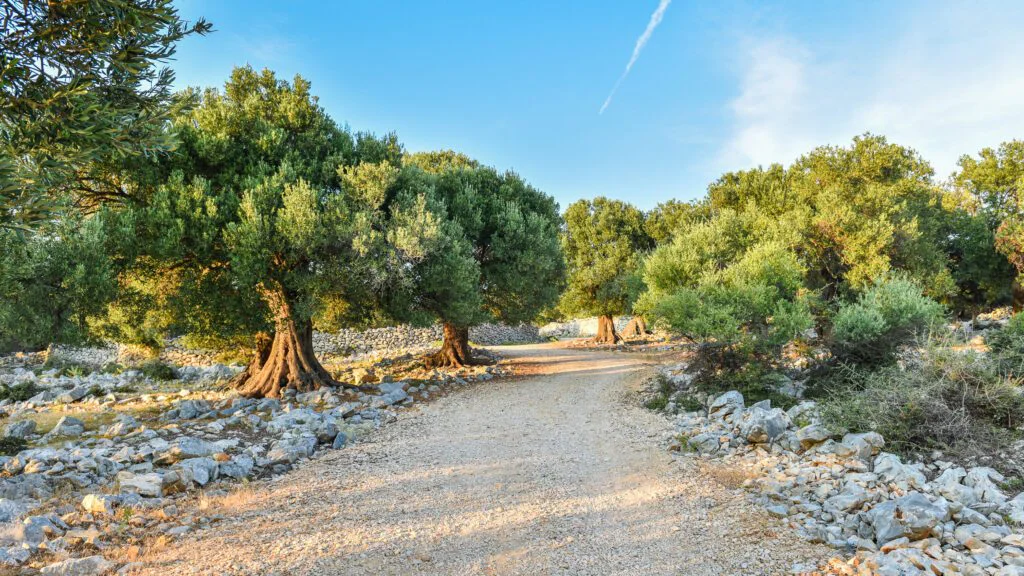 Ekologický a klimatický význam 