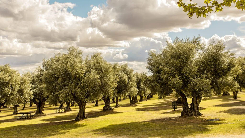 Ochrana ohrožených olivovníků 