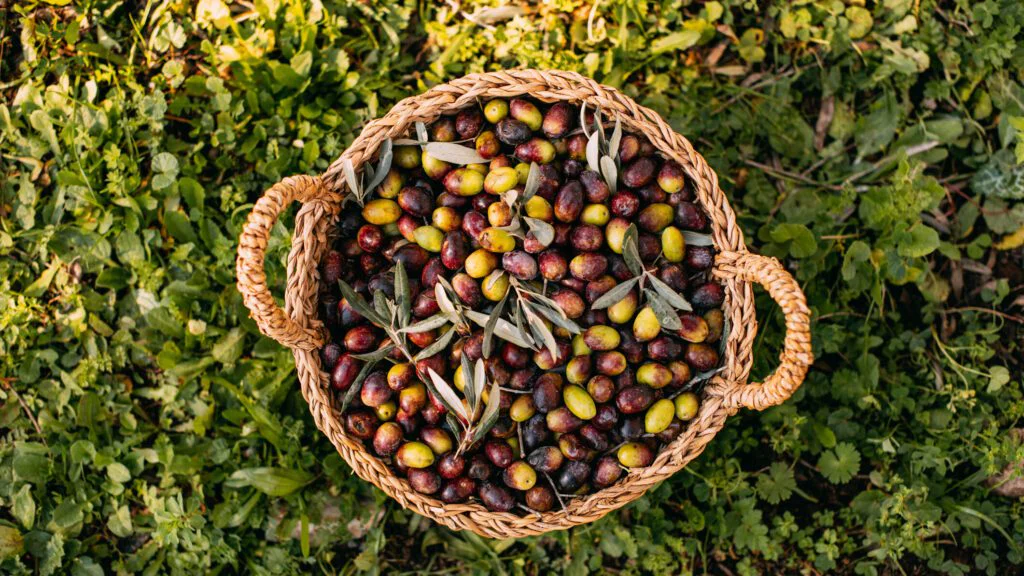 Zdravotní a výživové přínosy 