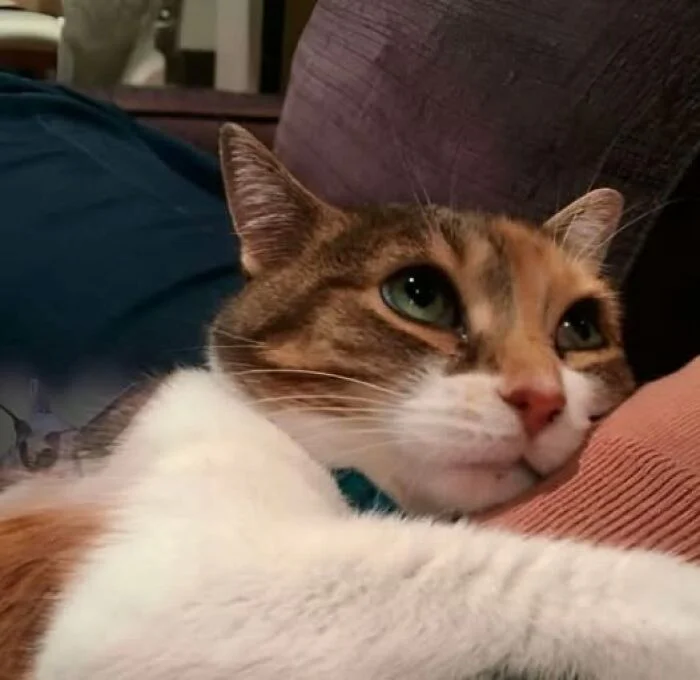 funny-cute-cats-pictures-68df6e3a52131__700